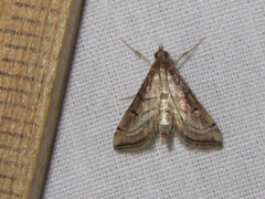 Marasmia