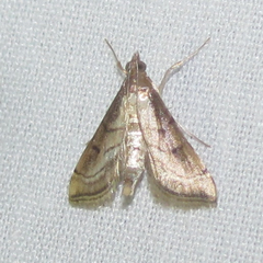 Marasmia