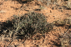 Ruschia uitenhagensis