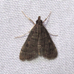 Steniodes declivalis