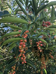 Citharexylum montevidense