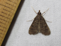 Steniodes declivalis