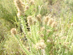 Seriphium cinereum