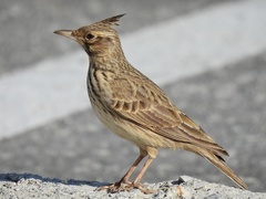 Galerida cristata meridionalis