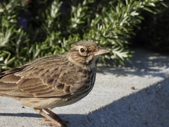 Galerida cristata meridionalis