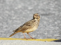 Galerida cristata meridionalis