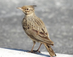 Galerida cristata meridionalis