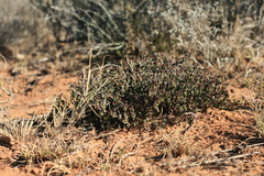 Ruschia uitenhagensis