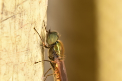 Chloromyia formosa