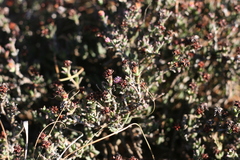 Ruschia uitenhagensis