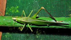 Neoconocephalus truncatirostris