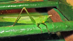 Neoconocephalus truncatirostris