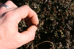 Ruschia uitenhagensis
