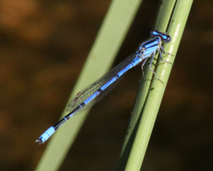 Enallagma semicirculare