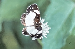 Castilia