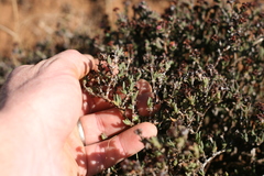 Ruschia uitenhagensis