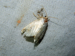 Maliattha synochitis