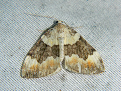 Dysstroma brunneata