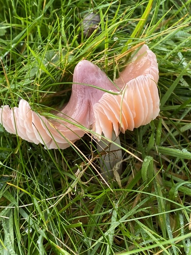 Pink Waxcap