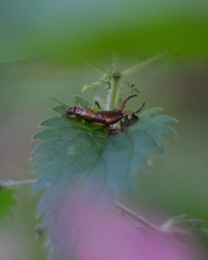 Forficula auricularia