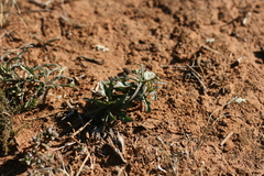 Senecio crassiusculus