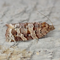Argyrotaenia tabulana