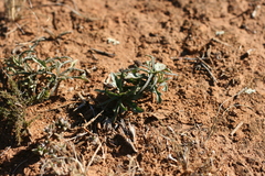 Senecio crassiusculus