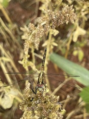 Orthetrum hintzi