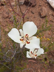 Calochortus dunnii