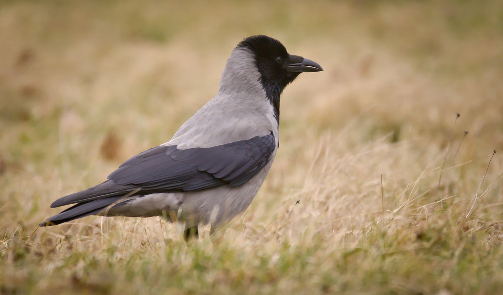 Hooded Crow
