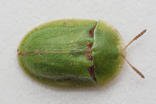 Cassida inquinata