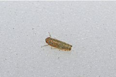 Paralimnus phragmitis