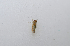 Paralimnus phragmitis