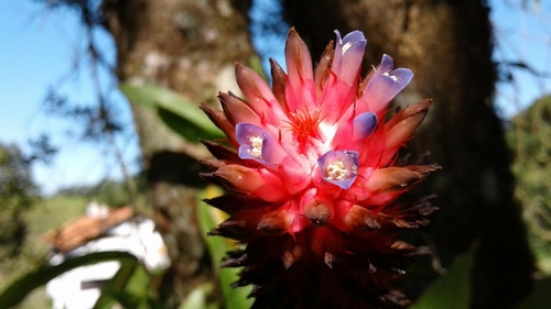 Aechmea bocainensis