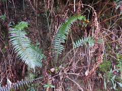 Plagiogyria stenoptera