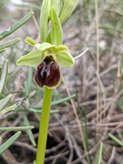 Ophrys sphegodes massiliensis