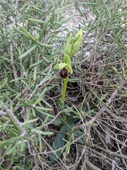 Ophrys sphegodes massiliensis