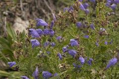 Dracocephalum peregrinum