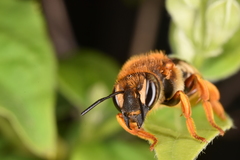 Rhodanthidium septemdentatum