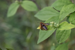 Rhodanthidium septemdentatum