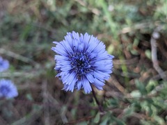 Globularia alypum