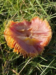 Hygrocybe splendidissima