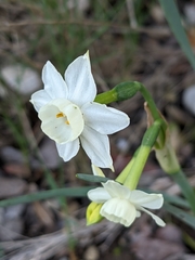 Narcissus dubius