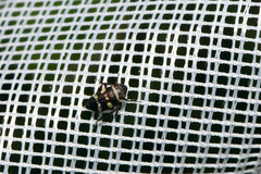 Planaphrodes nigritus