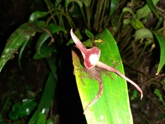 Pleurothallis ruberrima