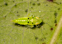 Synophropsis lauri