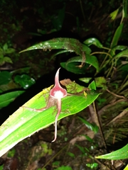 Pleurothallis ruberrima