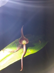 Pleurothallis ruberrima