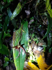 Pleurothallis ruberrima