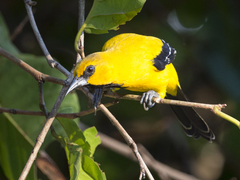 Icterus nigrogularis